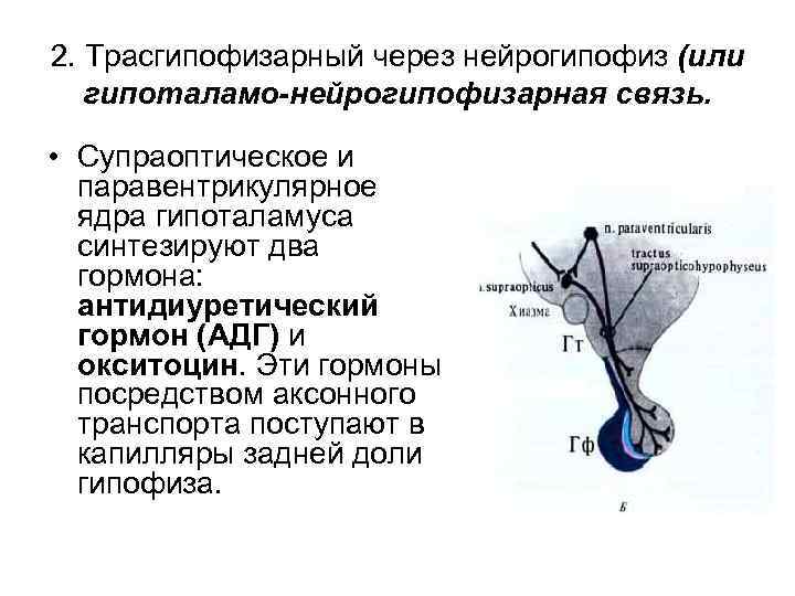 Нейрогипофиз. Гипоталамо-аденогипофизарная система физиология. Гормоны гипоталамо-нейрогипофизарной системы. Гипоталамо-аденогипофизарная система гистология. Гипоталамус окситоцин нейрогипофиз схема.