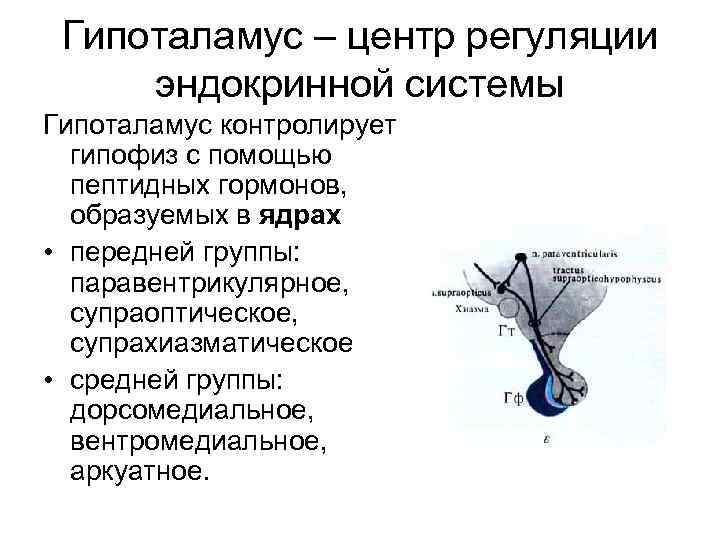 Гипоталамус – центр регуляции эндокринной системы Гипоталамус контролирует гипофиз с помощью пептидных гормонов, образуемых