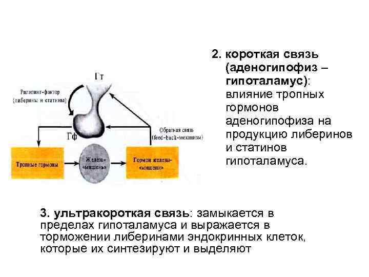 2. короткая связь (аденогипофиз – гипоталамус): влияние тропных гормонов аденогипофиза на продукцию либеринов и