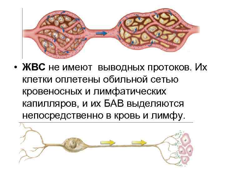  • ЖВС не имеют выводных протоков. Их клетки оплетены обильной сетью кровеносных и