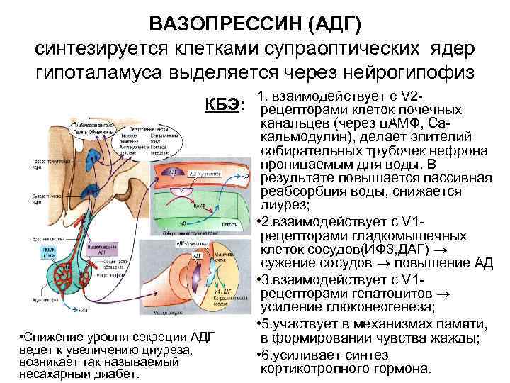 ВАЗОПРЕССИН (АДГ) синтезируется клетками супраоптических ядер гипоталамуса выделяется через нейрогипофиз 1. взаимодействует с V