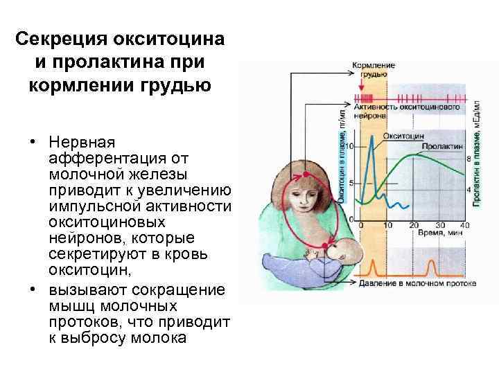 Секреция окситоцина и пролактина при кормлении грудью • Нервная афферентация от молочной железы приводит