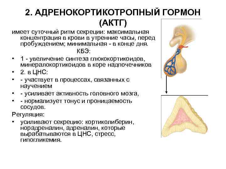 2. АДРЕНОКОРТИКОТРОПНЫЙ ГОРМОН (АКТГ) имеет суточный ритм секреции: максимальная концентрация в крови в утренние