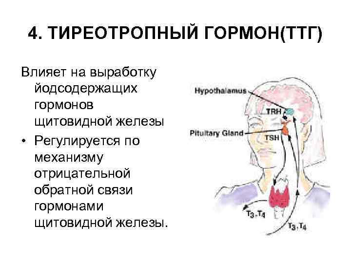 4. ТИРЕОТРОПНЫЙ ГОРМОН(ТТГ) Влияет на выработку йодсодержащих гормонов щитовидной железы • Регулируется по механизму