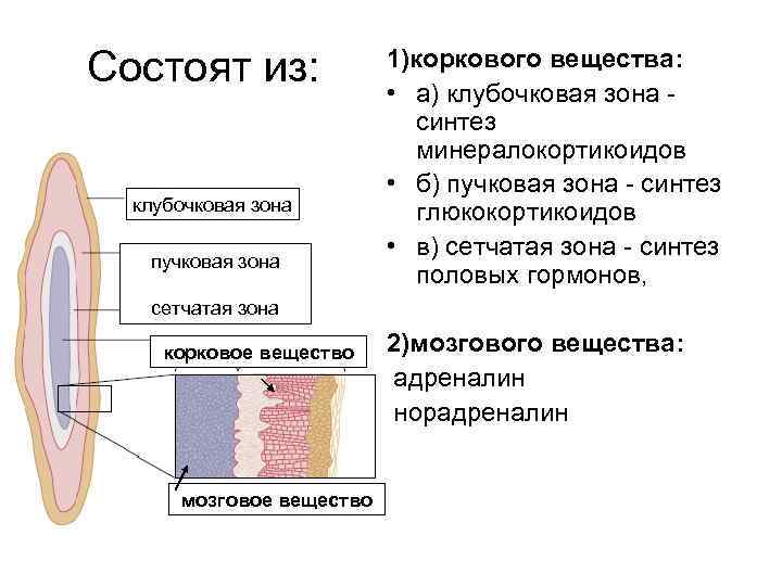 Состоят из: клубочковая зона пучковая зона 1)коркового вещества: • а) клубочковая зона синтез минералокортикоидов