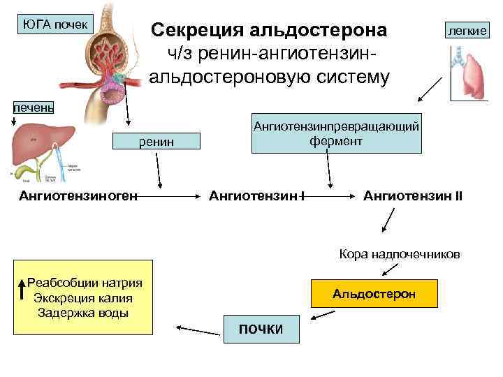 ЮГА почек Секреция альдостерона ч/з ренин ангиотензин альдостероновую систему легкие печень ренин Aнгиотензиноген Ангиотензинпревращающий