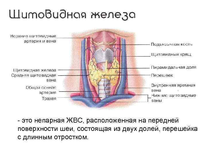  это непарная ЖВС, расположенная на передней поверхности шеи, состоящая из двух долей, перешейка