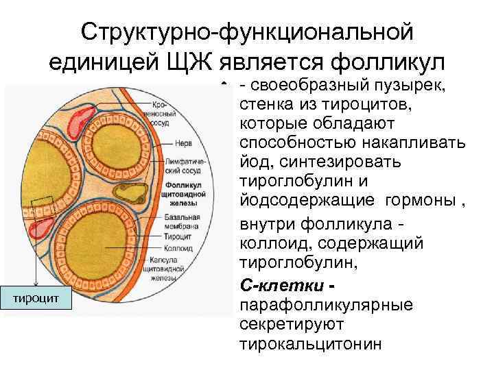 Структурно функциональной единицей ЩЖ является фолликул тироцит • своеобразный пузырек, стенка из тироцитов, которые