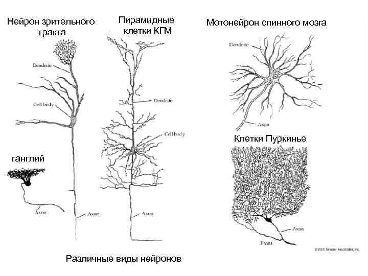 Нейрон зрительного тракта Пирамидные клетки КГМ Мотонейрон спинного мозга Клетки Пуркинье ганглий Различные виды