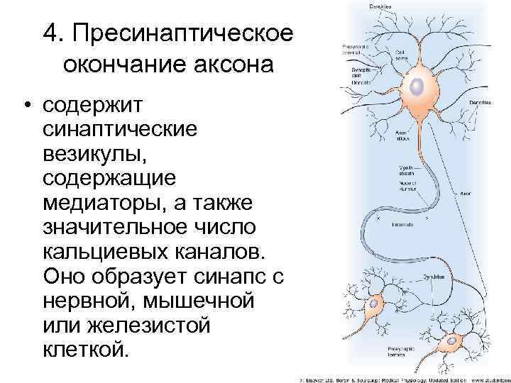 4. Пресинаптическое окончание аксона • содержит синаптические везикулы, содержащие медиаторы, а также значительное число