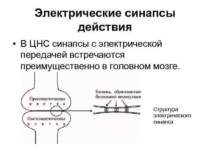 Схема синапса