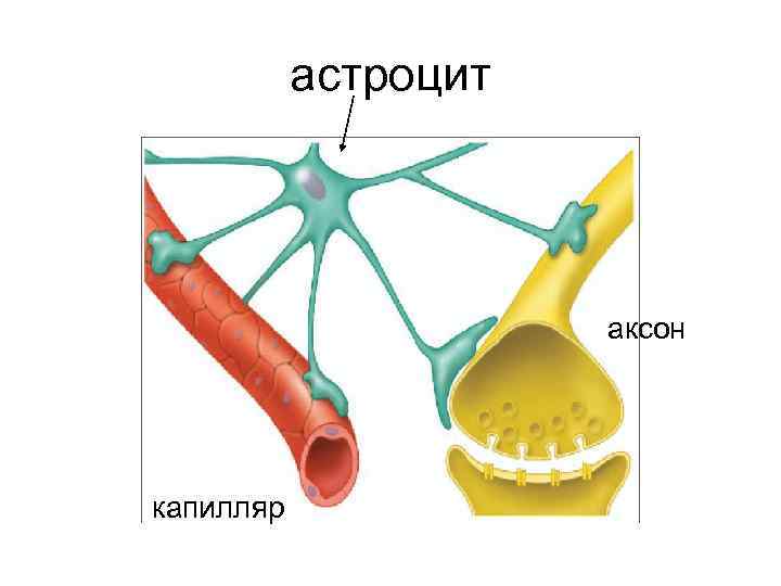 астроцит аксон капилляр 