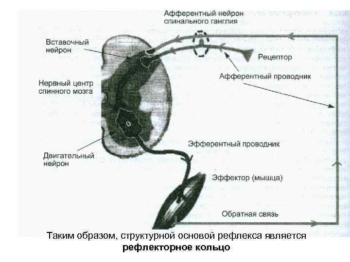 Таким образом, структурной основой рефлекса является рефлекторное кольцо 