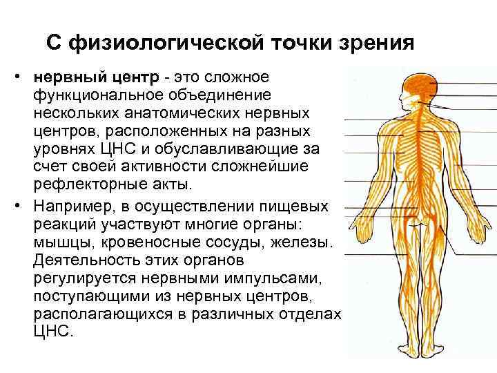 Нервный центр презентация