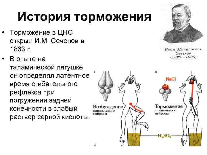 Схема опыта сеченова