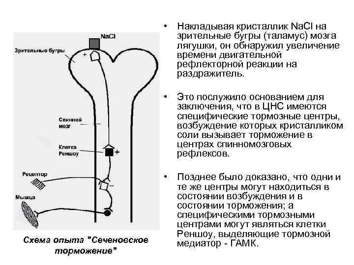  • Накладывая кристаллик Na. Cl на зрительные бугры (таламус) мозга лягушки, он обнаружил