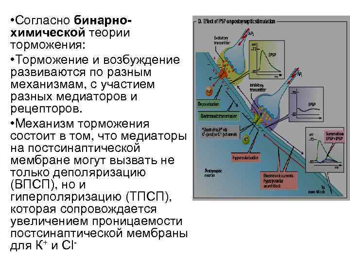  • Согласно бинарнохимической теории торможения: • Торможение и возбуждение развиваются по разным механизмам,