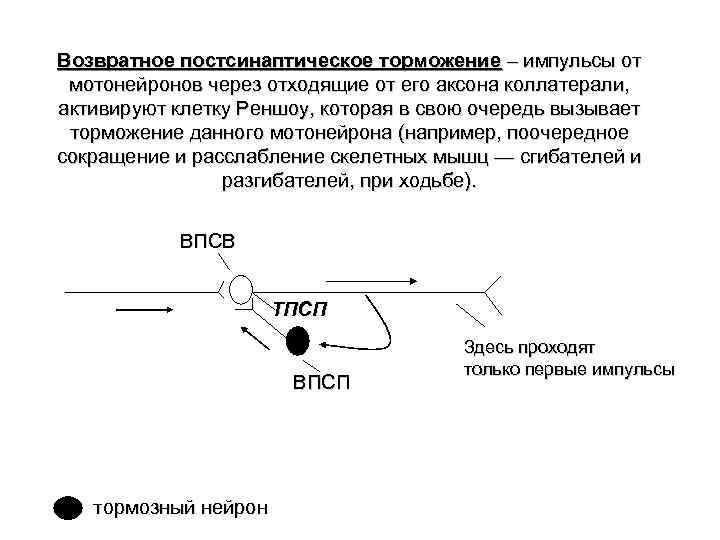 Возвратное постсинаптическое торможение – импульсы от мотонейронов через отходящие от его аксона коллатерали, активируют