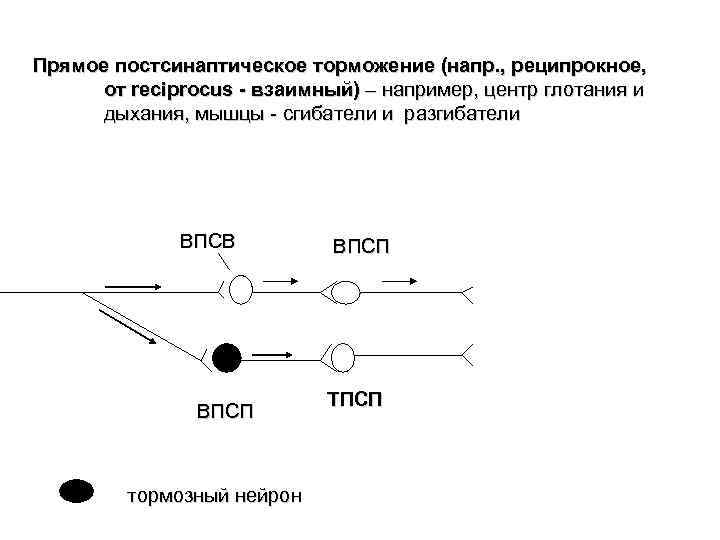 Прямое постсинаптическое торможение (напр. , реципрокное, от reciprocus - взаимный) – например, центр глотания