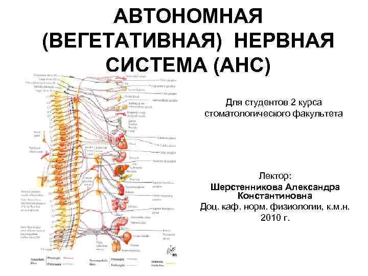 АВТОНОМНАЯ (ВЕГЕТАТИВНАЯ) НЕРВНАЯ СИСТЕМА (АНС) Для студентов 2 курса стоматологического факультета Лектор: Шерстенникова Александра