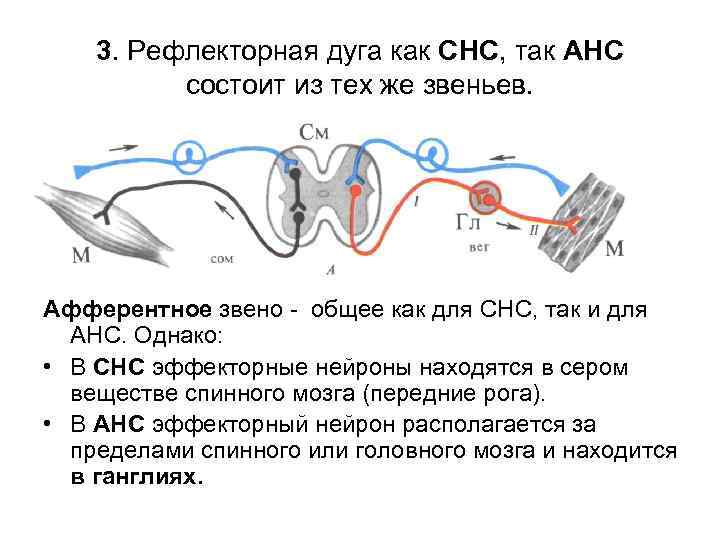 Рефлекторная дуга состоит из