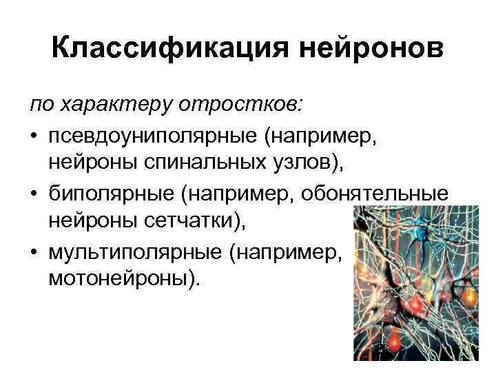 Классификация нейронов по характеру отростков: • псевдоуниполярные (например, нейроны спинальных узлов), • биполярные (например,