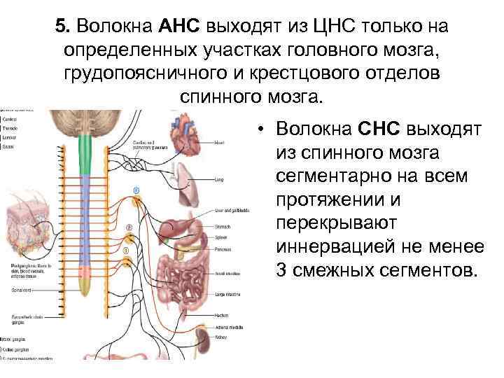 Физиология нервной системы. Физиология нервной системы нормальная физиология. Волокна анс. Нормальная физиология иннервация головного мозга и частей тела. Нормальная физиология ЦНС И СНС.