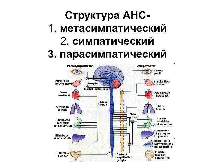Симпатическая нервная система строение и функции. Схема симпатической и парасимпатической нервной системы. Метасимпатический отдел вегетативной нервной системы.