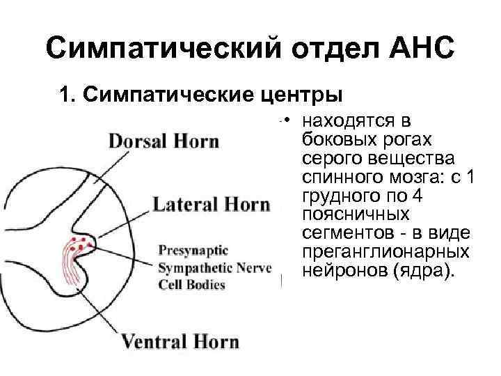 Симпатический отдел АНС 1. Симпатические центры • находятся в боковых рогах серого вещества спинного
