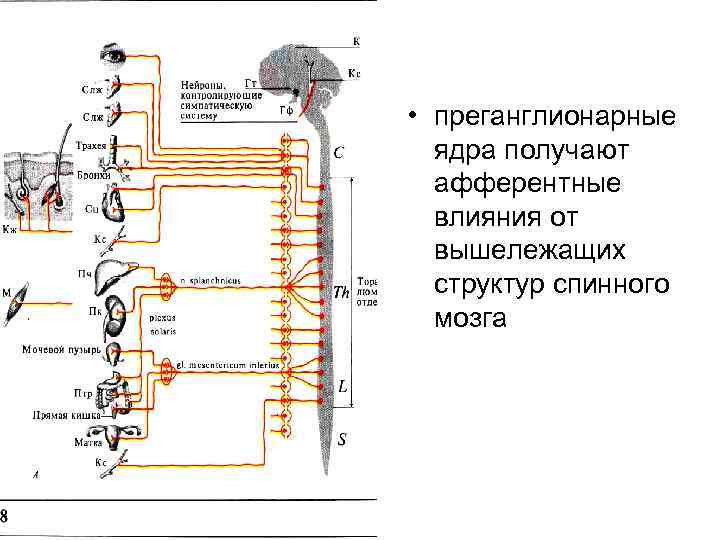  • преганглионарные ядра получают афферентные влияния от вышележащих структур спинного мозга 
