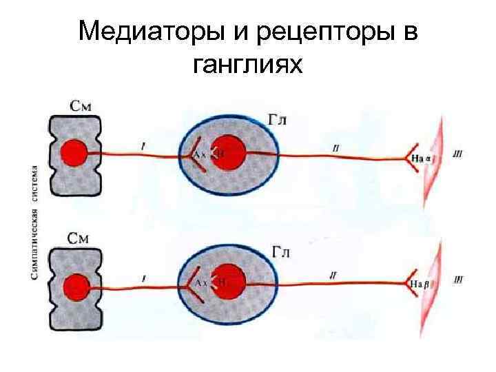 Медиаторы и рецепторы в ганглиях 