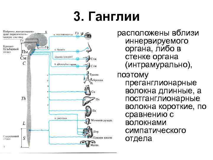 3. Ганглии расположены вблизи иннервируемого органа, либо в стенке органа (интрамурально), поэтому преганглионарные волокна