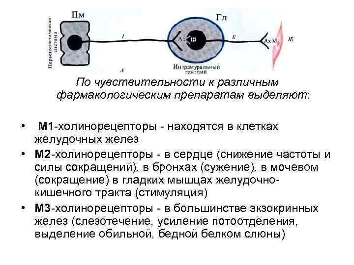 По чувствительности к различным фармакологическим препаратам выделяют: • М 1 -холинорецепторы - находятся в