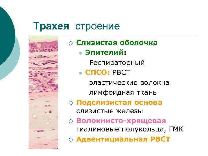 Трахея строение ¡ ¡ Слизистая оболочка l Эпителий: Респираторный l СПСО: РВСТ эластические волокна