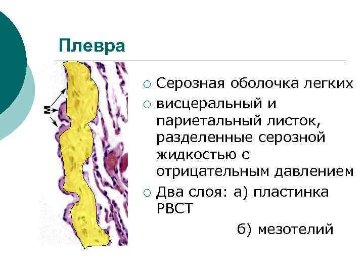 Плевра ¡ ¡ ¡ Серозная оболочка легких висцеральный и париетальный листок, разделенные серозной жидкостью