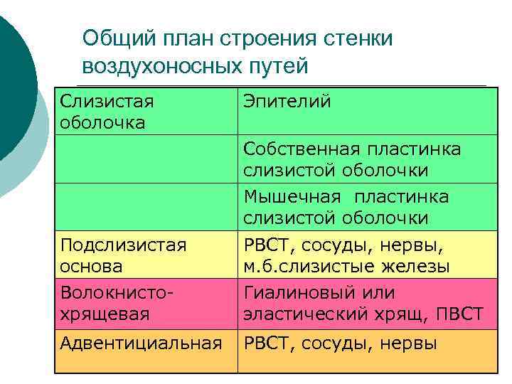 Основной план. Общий план строения стенки воздухоносных путей. Особенности строения воздухоносных путей.