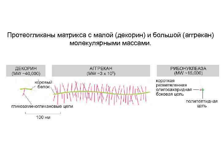 Протеогликаны матрикса с малой (декорин) и большой (аггрекан) молекулярными массами. 