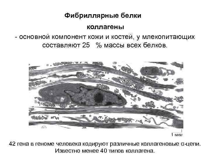 Фибриллярные белки коллагены - основной компонент кожи и костей, у млекопитающих составляют 25 %