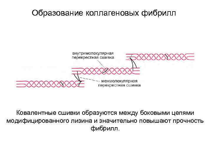 Образование коллагеновых фибрилл Ковалентные сшивки образуются между боковыми цепями модифицированного лизина и значительно повышают