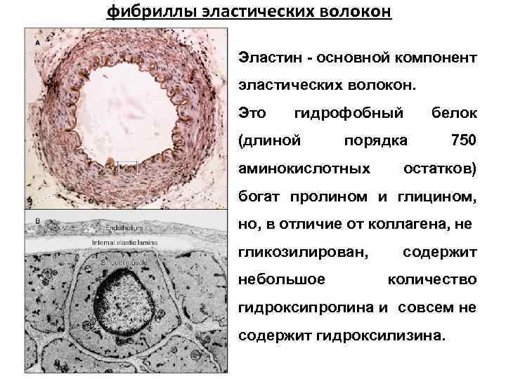коллагеновые фибриллы мышц. хромонема. фибриллы это. нуклеомерный уровень фибрилла. фибриллы это.
