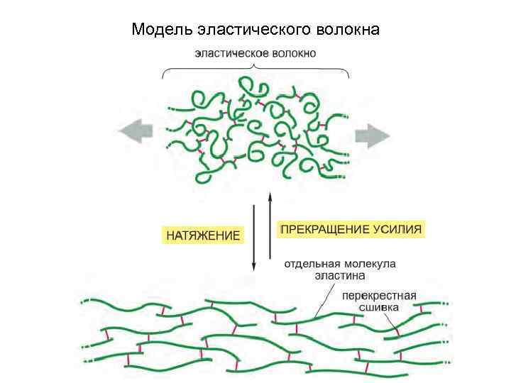 Модель эластического волокна 