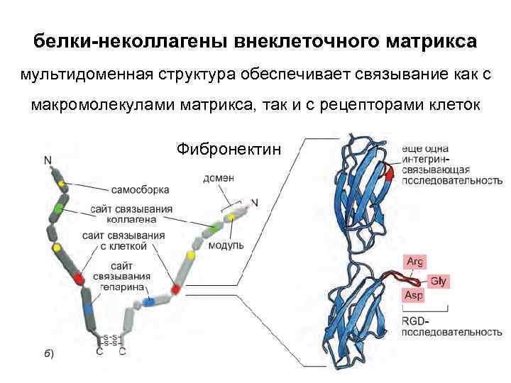 Примеры внеклеточных организмов