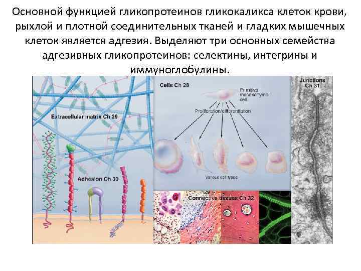 Основной функцией гликопротеинов гликокаликса клеток крови, рыхлой и плотной соединительных тканей и гладких мышечных