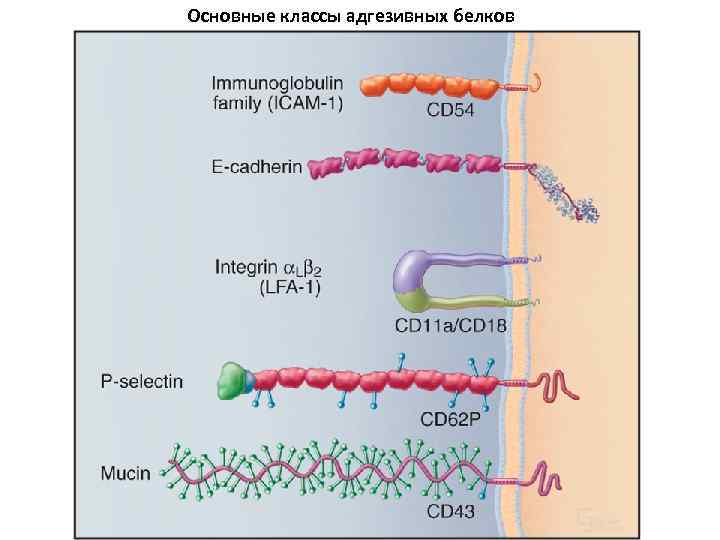 Основные классы адгезивных белков 