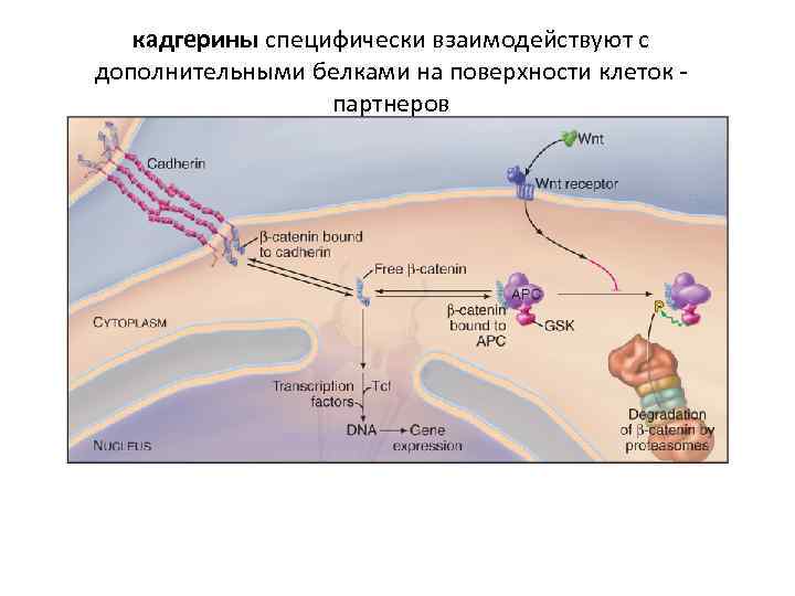кадгерины специфически взаимодействуют с дополнительными белками на поверхности клеток партнеров 