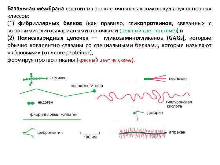 Базальная мембрана состоит из внеклеточных макромолекул двух основных классов: (1) фибриллярных белков (как правило,