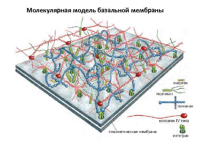 Молекулярная модель базальной мембраны 