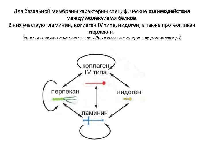 Для базальной мембраны характерны специфические взаимодействия между молекулами белков. В них участвуют ламинин, коллаген