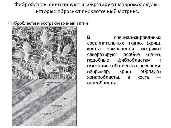 Фибробласты синтезируют и секретируют макромолекулы, которые образуют внеклеточный матрикс. Фибробласты и экстраклеточный актин В