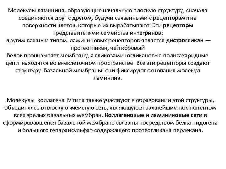 Молекулы ламинина, образующие начальную плоскую структуру, сначала соединяются друг с другом, будучи связанными с